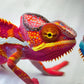 ORGB DTF transfer with detailed red chameleon artwork
